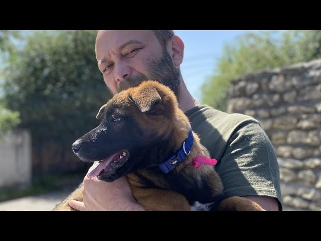 Malinois Puppy Named Irta, Two Years Later ️ [SUB]