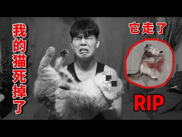 我的Kimochi猫死掉了………….