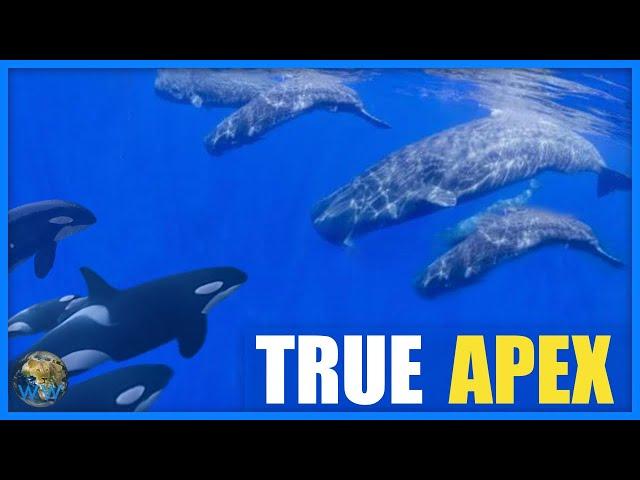 Do Sperm Whales Fight Orca?