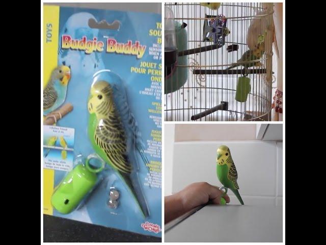 Budgie Buddy (Interactive Toy) - Unboxing & Review