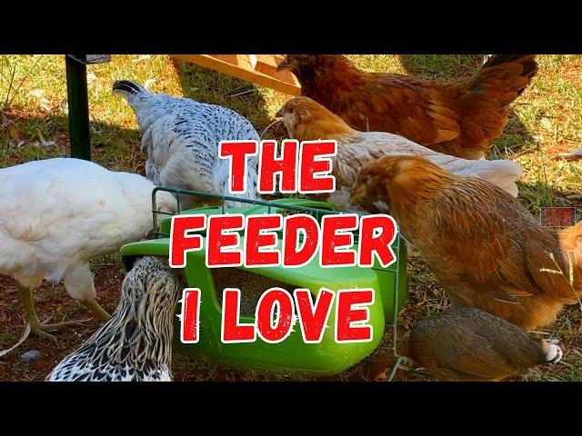 The Best Chicken Feeders and Waterers for Backyard Chickens!