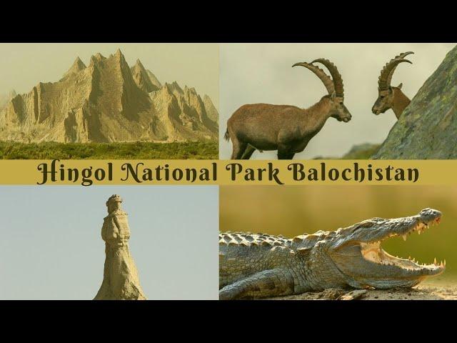 Wildlife and Wonders of Hingol National Park Balochistan , Pakistan |  Pakistan Wildlife