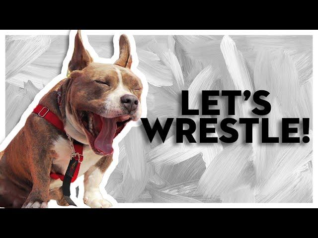 Funny Dogs Play Wrestle Fight | American Bully Dog vs. Pitbull Mix