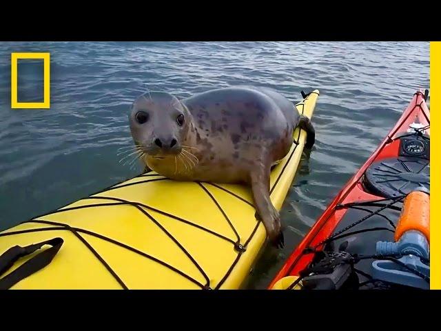 Adorable Seal Catches a Ride on a Kayak | National Geographic