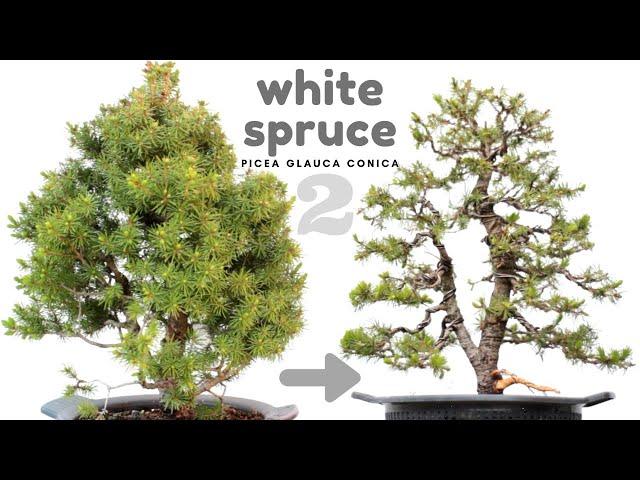 White Spruce - Picea, Bonsai - Pruning & Wiring #2