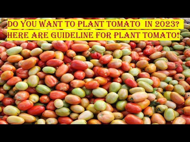 Do You Want To Plant Tomato  in 2023? | Here Are Guidelines For Planting Tomato!