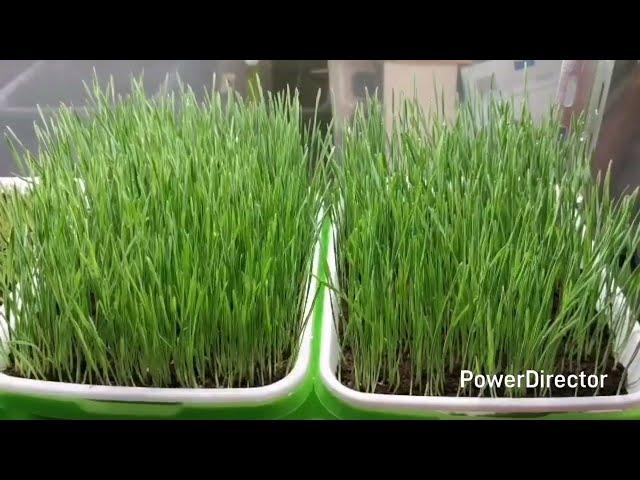 Dhamma Earth's Edible Garden Project