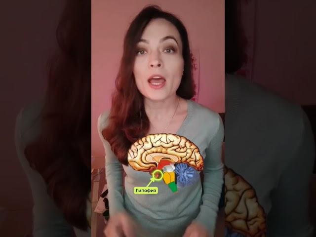 Как организм реагирует на стресс?