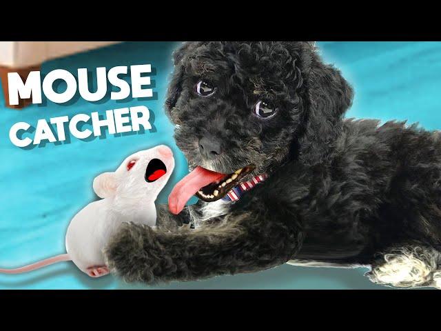 My Dog Catches A Mouse!!! Find Out How He Did It! (FGTeeV Shorts)
