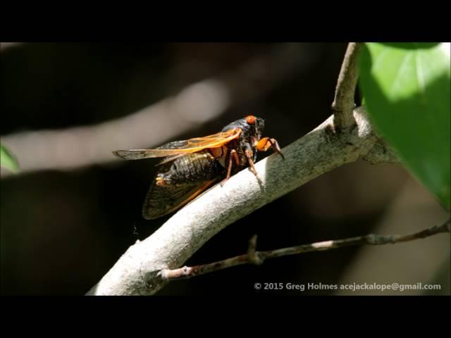 Magicicada cassini tymbal vibration (periodical cicada)