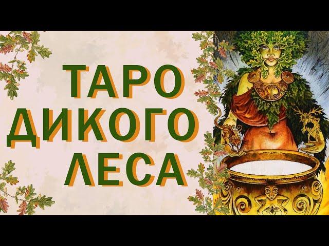ОБЗОР ТАРО ДИКОГО ЛЕСА