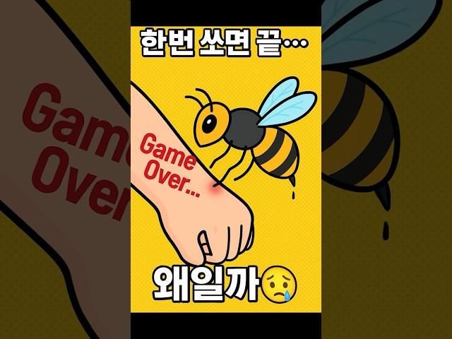 벌은 왜 한번 쏘면 죽을까요? 알고 나면 안쓰럽다… #shorts