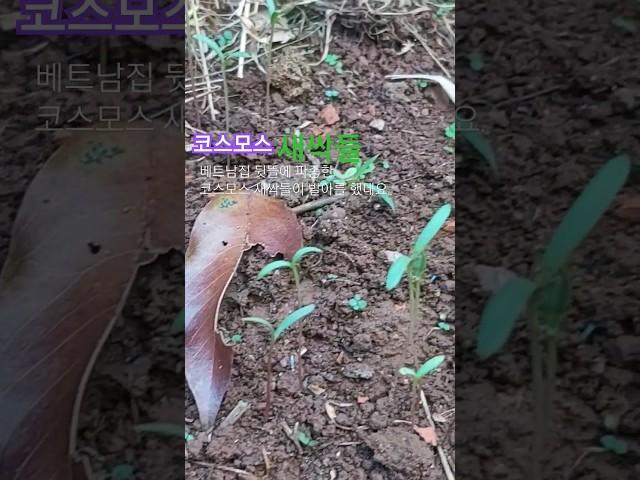 설날에 발아된 코스모스 새싹들,.. #코스모스 #국제커플 #베트남
