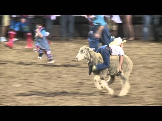 Spanish Fork Rodeo mutton busting