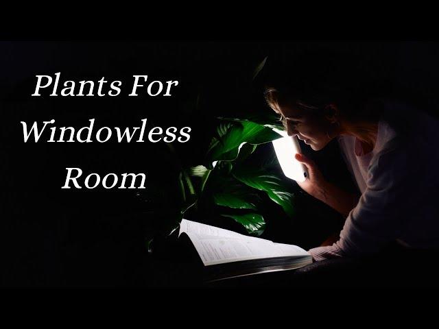 My Top 7  Low Light Plants For Windowless Room & How To Grow Them