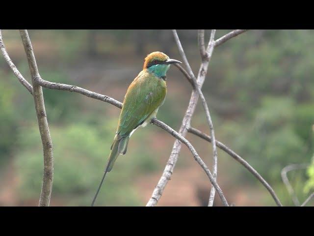 Sri Lanka Yala National Park safari 50FPS 1080P