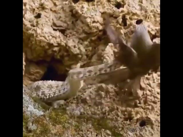 Can you spot the hidden snake #eagle #shorts #sainikhub