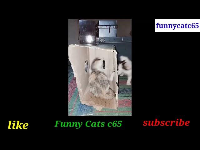 Funny Cats with funny cats c65