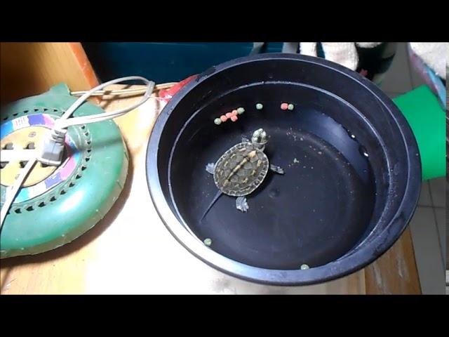 Cho rùa cổ sọc baby ăn - Feeding my striped neck baby turtle