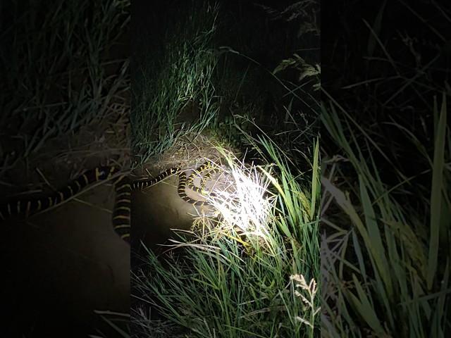 BIKIN MERINDING! DI KEJAR ULAR CINCIN EMAS DI MALAM HARI