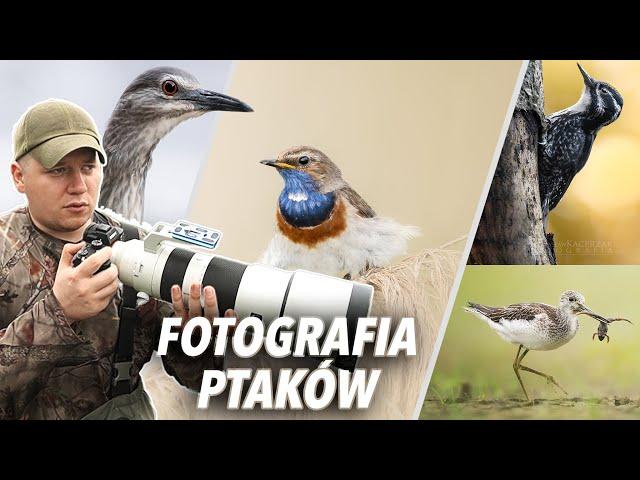 Jak Zacząć Fotografować Ptaki - Przewodnik dla Początkujących