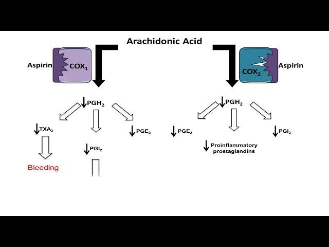 Asprin (NSAID) - Mechanism of Action; anti-inflammatory action