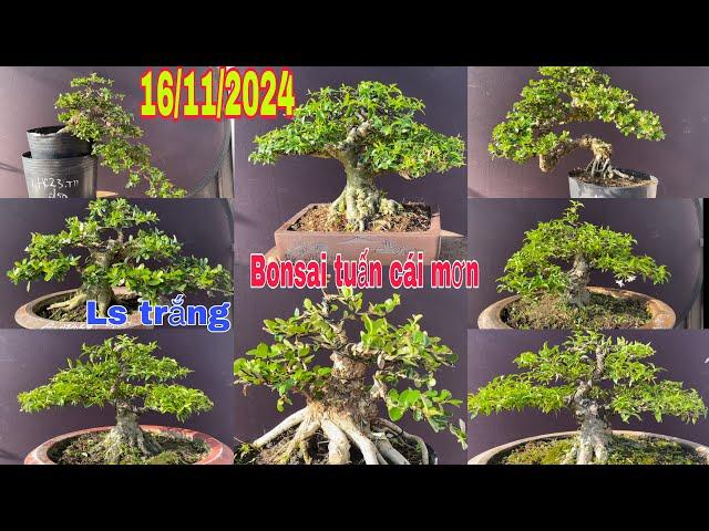 Sam núi. 16/11/2024. Bonsai mini. Mai chiếu thuỷ. Bon sai tuấn cái mơn. ️ 0783454767