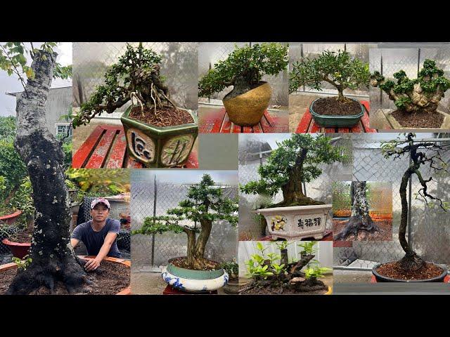 Vũ báo giá 4/10 bonsai đẹp hoa trái nhiều phong cách giá hợp lý