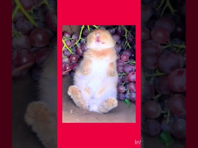"Rabbit's One-Week Food Storage & Relaxing to Trending Music" #love #food #feedme