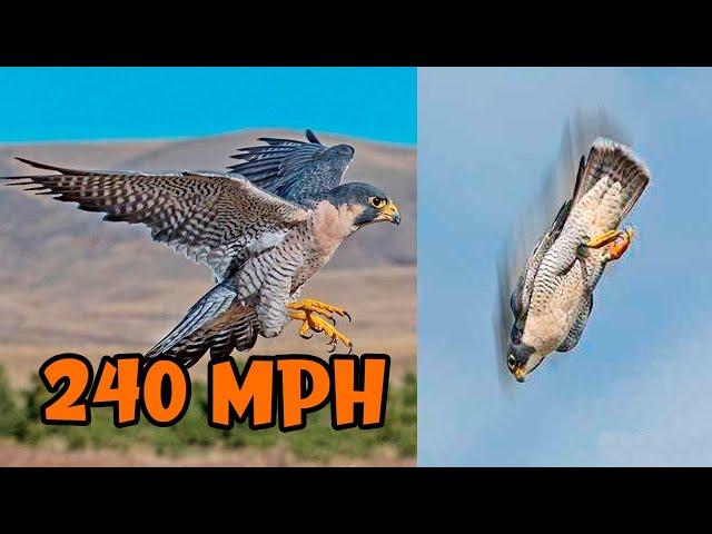 The FASTEST BIRDS In The World 