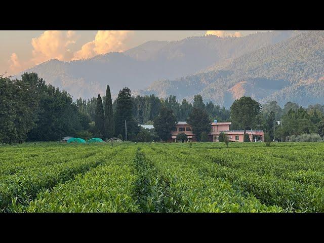 Tea Garden Shinkiari Mansehra || Tayyab khan Swati Vlogs