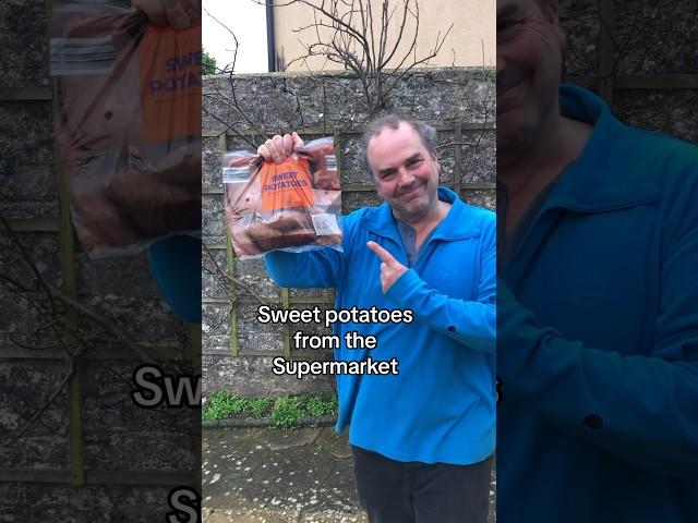 Grow Sweet Potatoes from the supermarket #gardeningforbeginners #sweetpotatoes #growyourownfood