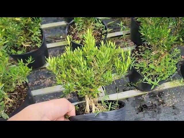 Cây Hoàng Dương Bonsai Mini Giá 160k 1 cây Lh 0387849762