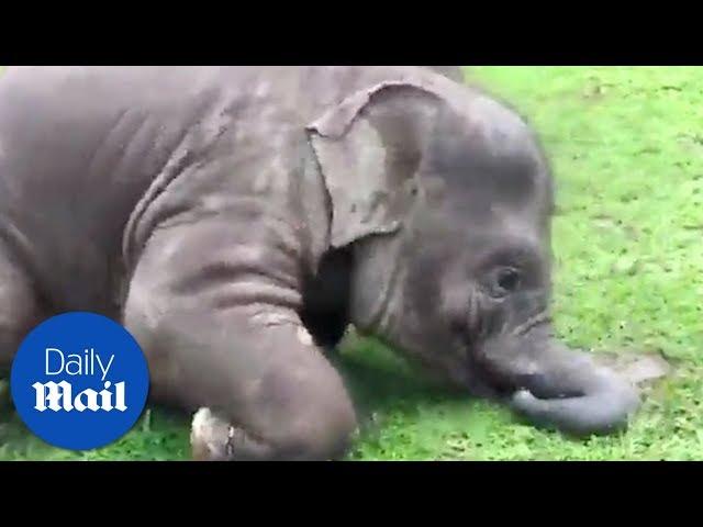 Baby elephants are so clumsy! - Daily Mail