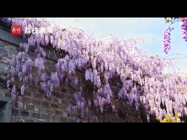 【唯美！南京紫藤花開如浪漫瀑布】近日，南京老城南門東小巷內，一簇簇紫藤花浪漫盛放，從屋檐上傾瀉而下，遠遠望去，宛若一片紫色瀑布，又似群蝶飛舞。一陣春風吹來，紫藤花搖曳生姿，淡淡花香沁人心脾，令人沉醉。