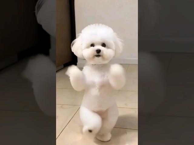 Cute Cat and Dog Dance Remix 