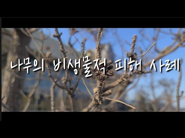 나무의사 - 수목병해 - 비생물적피해 - 곰솔의 과습  염해, 소나무 심식, 느티나무 건조