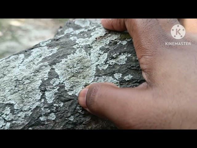 Foliose lichens growing on Mango tree | Corticolous lichen | Physcia