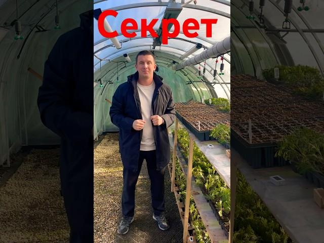 Миллионы в огороде ! Секрет раскрыт ! Не черенкуйте в кассеты!  Хвойная Россия