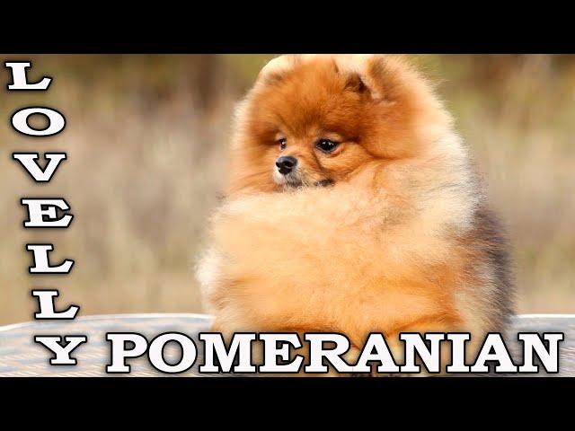 Pomeranian | Pomeranian dog Darikar Kenzo #pomeranians #pomeranianlovers #cutepomeranian