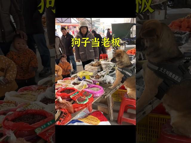 小狗買菜從不給錢，卻還成功當上雜貨攤老板。 #animals #pets #cute #shorts #狗狗 #萌宠
