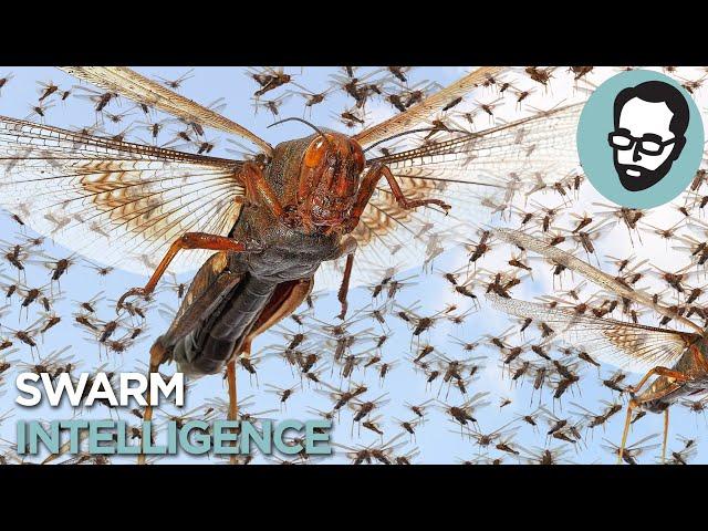 The Crazy Science Behind Insect Plagues | Answers With Joe