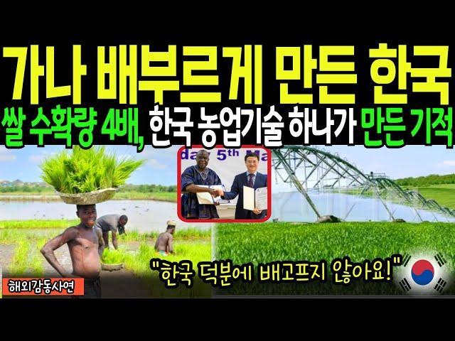 [해외감동사연] 쌀 수확량 4배 증가시켜 아프리카 가나의 식량난을 해결한 한국 농업 기술, 가나를 뒤집었다