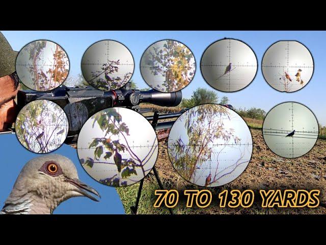 70 to 130 Yards Just Turtle dove Hunting video #airgunhunting