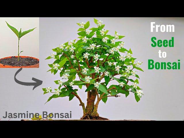 How to make a Bonsai tree - Jasmine Bonsai tree