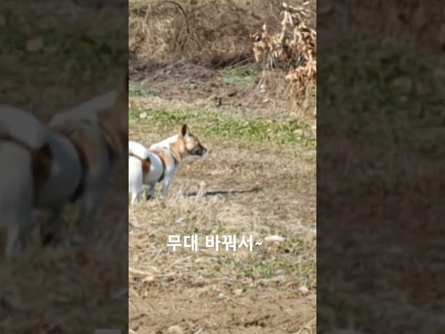 #빌리진 #문워크 #마이클잭슨 #절세미견 #댄싱퀸