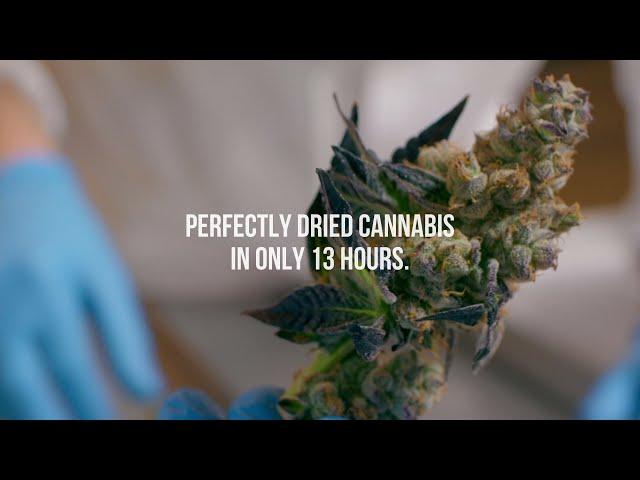 Ed Rosenthal - Drying and curing cannabis in 24 hours with CRYO CURE