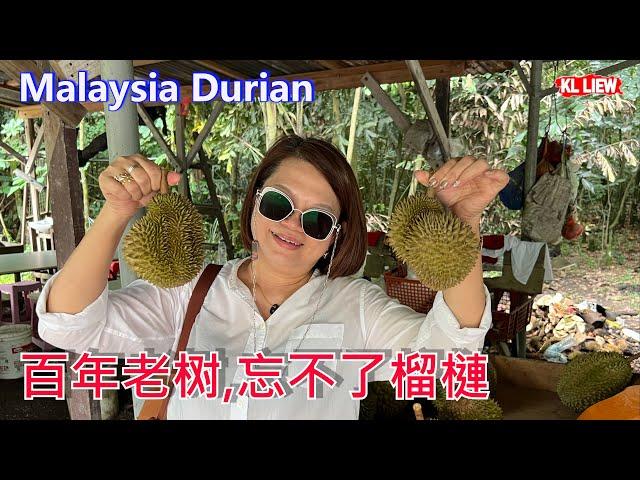 Malaysia Durian 原住民在大芭(森林 )种植的百年老树,忘不了榴槤,Wasabi(芥末)榴槤,苦王榴槤,你有听过这些品种吗?每个品种让你吃了忘不了