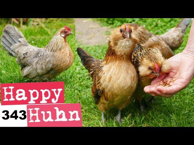 5 "untrue facts" about bantam chickens! - With English subtitle - "Do bantam chickens lay eggs?"