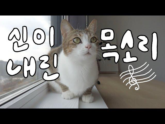 역시…곤란한가요? 고양이에게 『삐약』소리를 들으면?